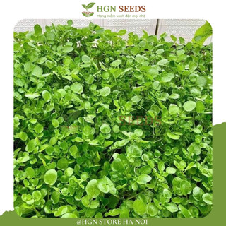 [Hạt Giống Mỹ]  Hạt giống Cải Xoong Cạn Mỹ (Gói lẻ 500 hạt)