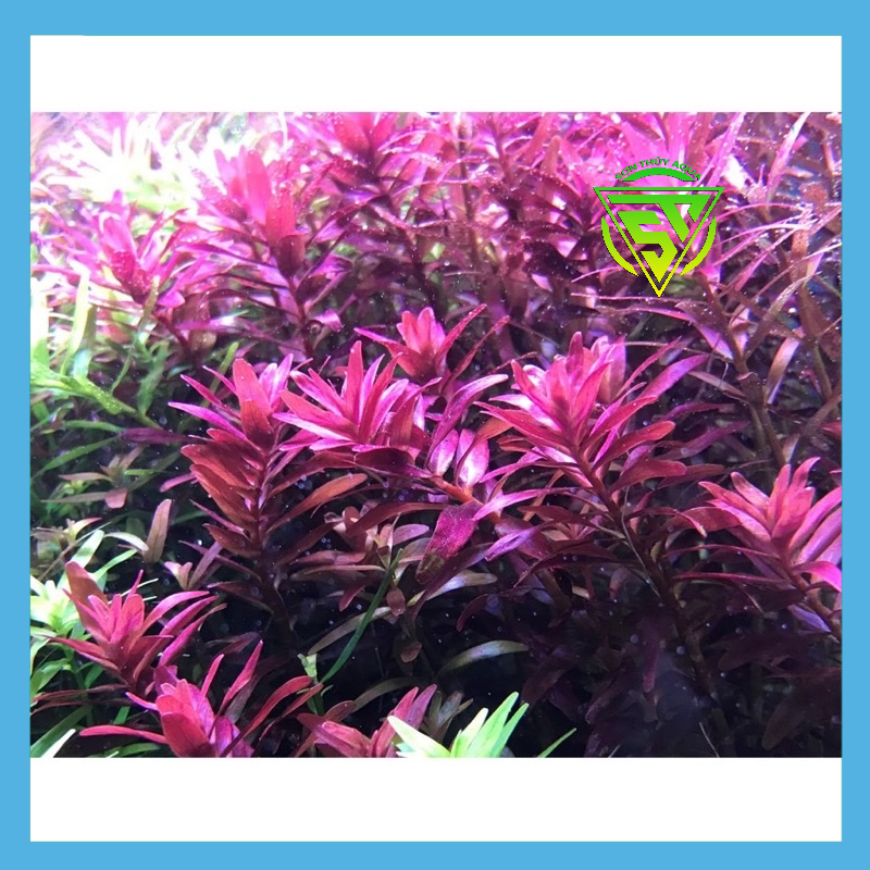 Phân nước cao cấp Sắt Extreme Fe + 230ml