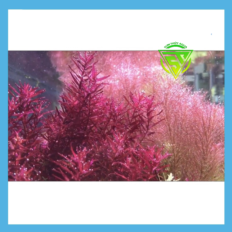 Phân nước cao cấp Sắt Extreme Fe + 230ml