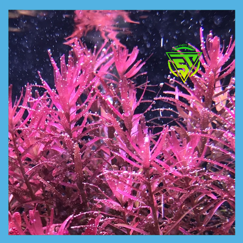 Phân nước cao cấp Sắt Extreme Fe + 230ml