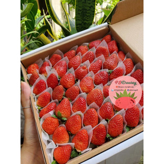 Dâu tây Đà Lạt giống Nhật loại bi