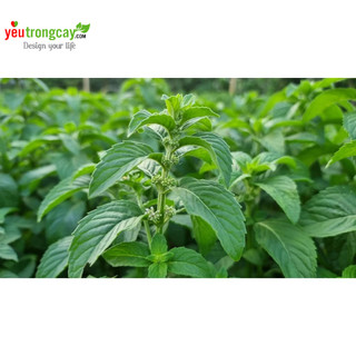 Lá bạc hà tươi Nhật Bản (Japanmint) YÊU TRỒNG CÂY, Chứng nhận HACCP