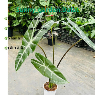 Chậu cứng Alocasia Longiloba - Môn mũi tên
