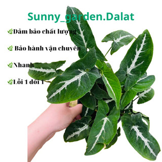 Chậu cứng Trầu bà nhung - Syngonium Wendlandii, khoẻ đẹp trang trí cực xinh