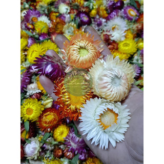 ❤️(Sỉ từ 0.5kg) Hoa Cúc Bất Tử khô trang trí decor (10 Đầu bông)❤️