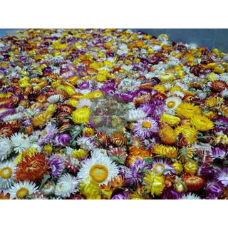 ❤️(Sỉ từ 0.5kg) Hoa Cúc Bất Tử khô trang trí decor (10 Đầu bông)❤️