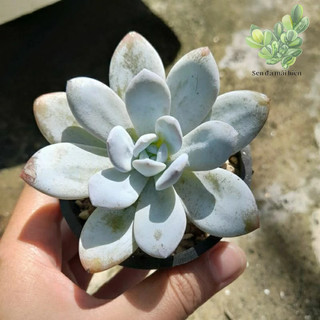 Sen đá laui, 5-6 cm, xả đất khi gửi hàng