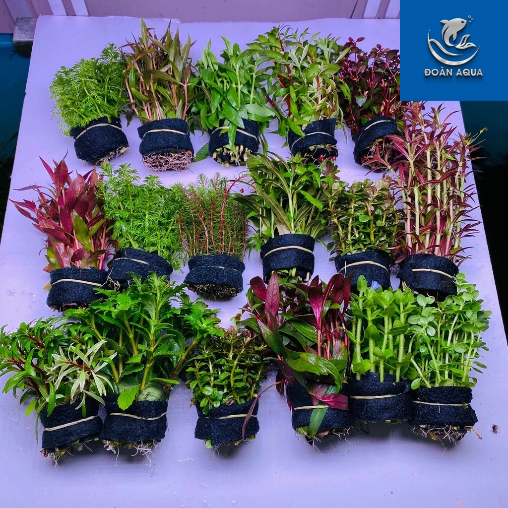 { CHỌN QUÀ } Cây thuỷ sinh combo 5-20 bó cắt cắm lá cạn (siêu nhiều ngọn)Cây thủy sinh dễ trồng