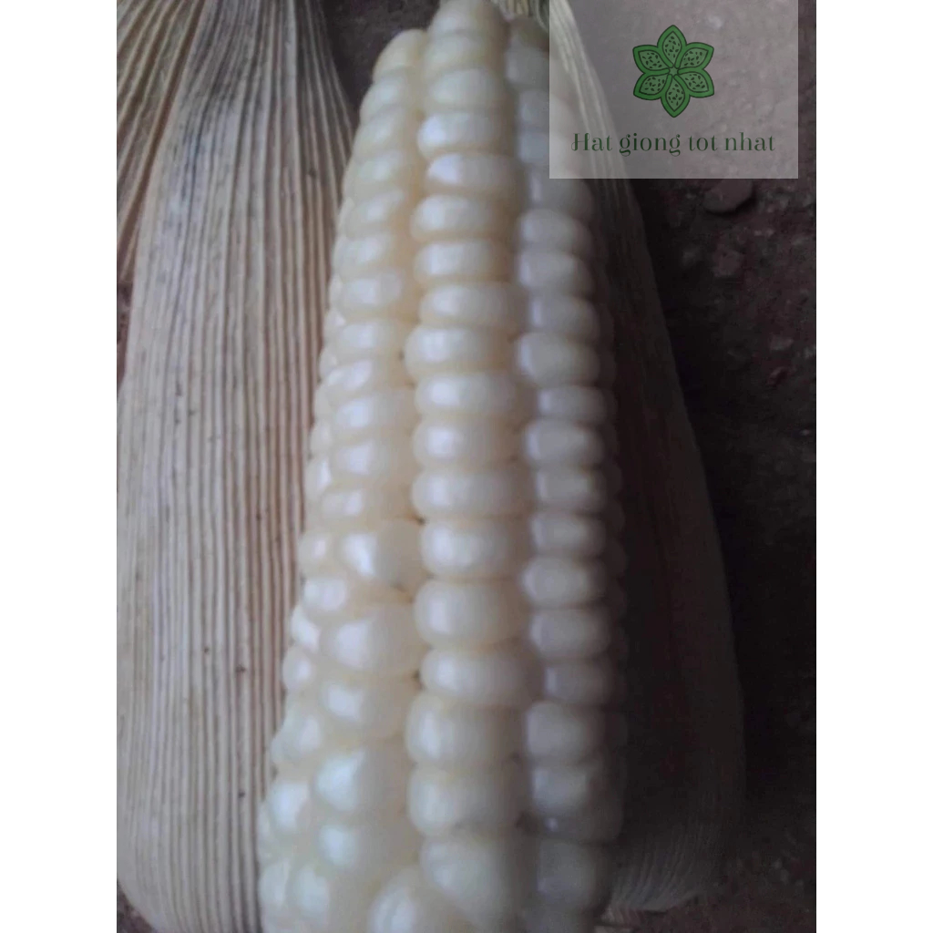 Ngô nếp trắng ta ngắn ngày gói 100 gram