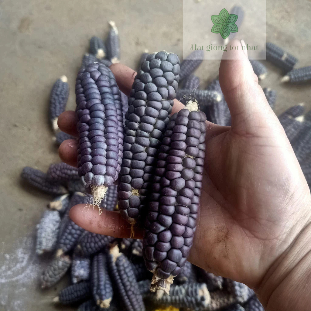Hạt giống ngô nếp tím ta ( ngô nếp tím tí hon ) 79 gram nảy mầm 98%