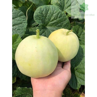Hạt giống dưa lê siêu ngọt ruột xanh