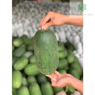 Bí xanh thơm bắc kạn nảy mầm 99%
