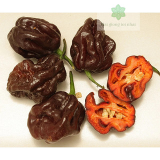 Hạt giống ớt siêu cay 7pot Chocolate nảy mầm 100%