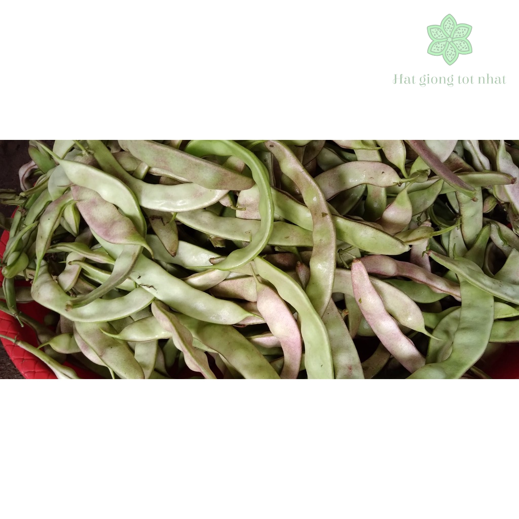 Đậu cove leo ăn quả Đồng Văn 40 gram nảy mầm 100%