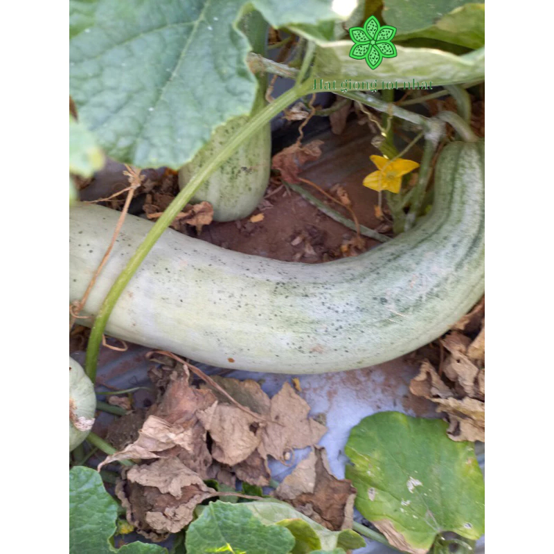🥒 Hạt giống dưa lê chuối vỏ trắng F1