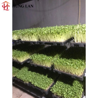 ( COMBO 5 KHAY )  KHAY TRỒNG RAU MẦM, LÚA MẠCH, CỎ LUA MÌ, kt 30*60*3