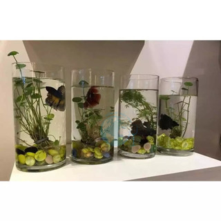 Lọ óng 10x15 / lọ thủy tinh cắm hoa dạng óng trụ cao 15cm đường kính 10cm