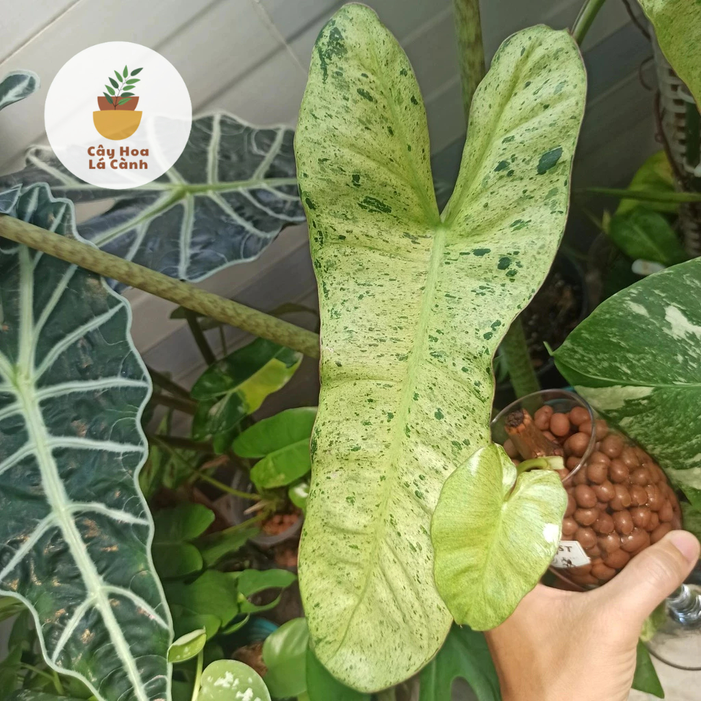 Trầu bà lá ngọc bích Philodendron Paraiso Verde Var tự nhiên