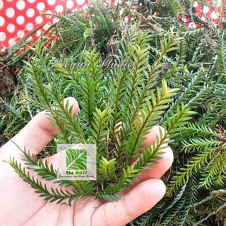Cây lan xương cá,trang trí terrarium , bán cạn tiểu cảnh