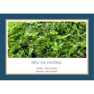 Rêu xạ hương dùng trong terrarium,bán cạn tiểu cảnh, paludarium.