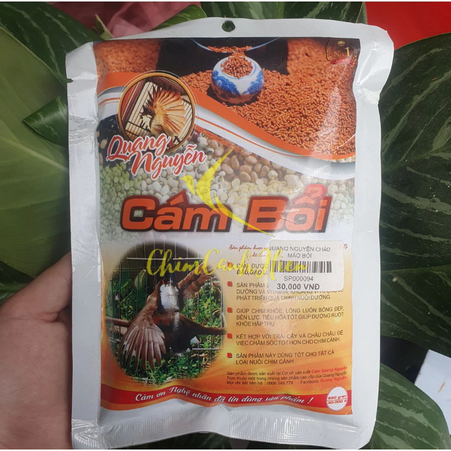 Cám chim chào mào bổi Quang Nguyễn