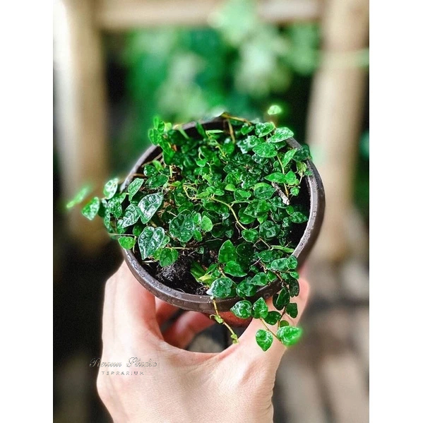 Cây vẩy ốc lá phong vẩy ốc minima, cây dây leo trang trí bể terrarium,bán cạn.