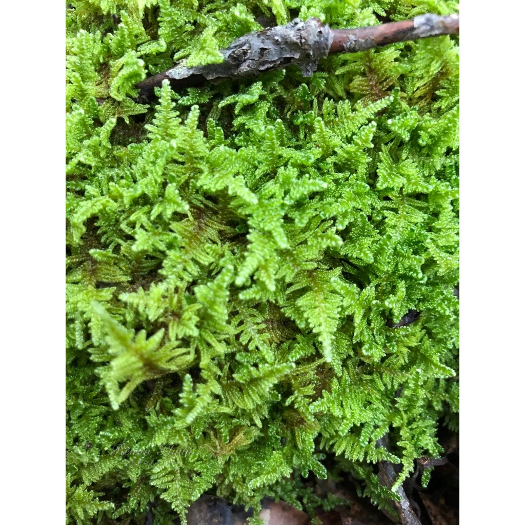 Rêu weeping việt lá cạn setup bể bán cạn, tiểu cảnh, sân vườn, terrarium, gắn lũa bonsai