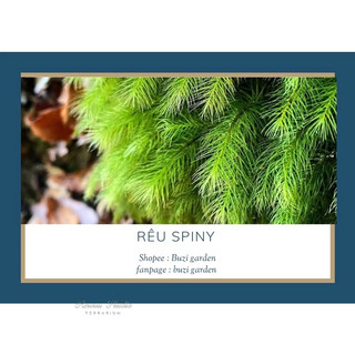 Rêu spiny dùng trang trí terrarium, bán cạn,rêu tạo điểm nhấn.