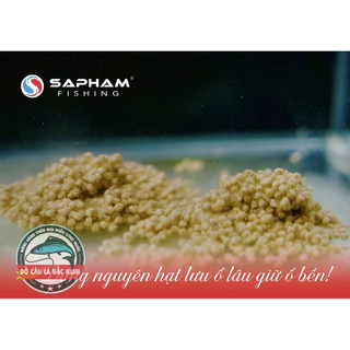 Mồi câu chép hạt, chép hạt Sa Phạm. Mồi câu cá chép.