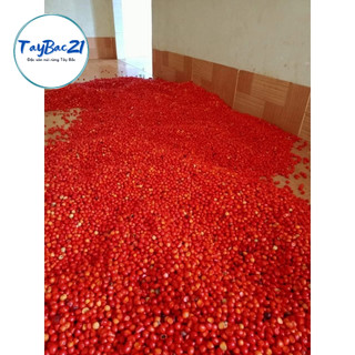 [Combo rẻ] 100 hạt dổi nếp 100gr mắc khén Tây Bắc