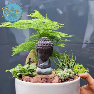 Chậu cây phong thủy tùng kèm tượng phật tĩnh tâm và lá may mắn