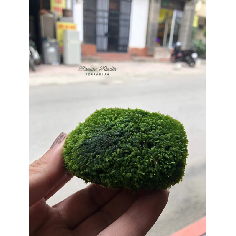 Rêu bám đá minifiss chơi thuỷ sinh, trang trí terrarium hay bán cạn