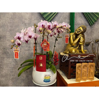 Lan hồ điệp sẵn hoa và nụ, cây sẵn 1-3 ngồng hoa