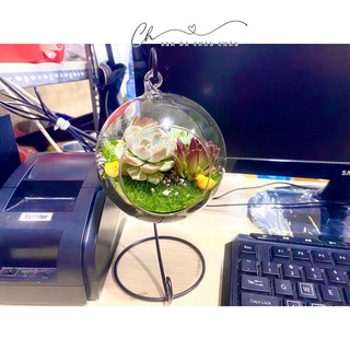 CHẬU THUỶ TINH TRÒN TRỒNG SEN ĐÁ