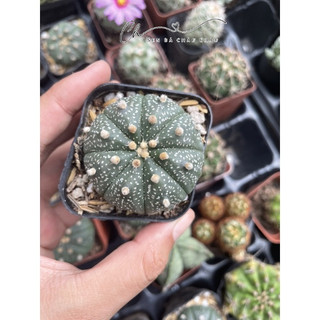 Xương rồng aster 3-5cm - xương rồng mini có hoa