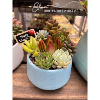 Chậu cây Sen Đá Mix Mini Siêu Xinh Xắn - Tặng Quà Sinh Nhật, Người Thân, Bạn Bè - Sen đá đẹp,đủ loại, ngẫu nhiên tuỳ đợt