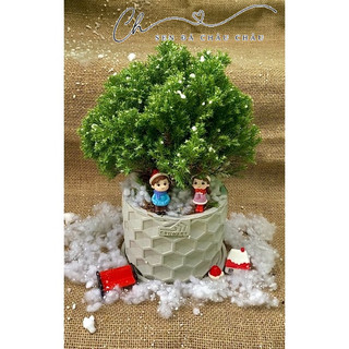 Tùng Bồng Lai - Cây To Đẹp, Dễ Trồng - Tùng Noel, Tùng để bàn, Cây tùng bồng lai - Tặng phụ kiện trang trí ngẫu nhiên