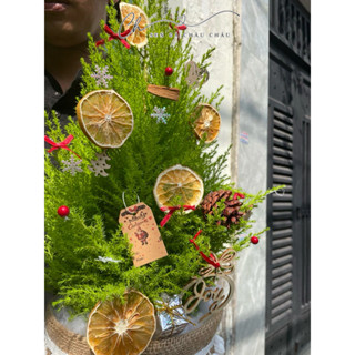 (ĐẶT TRƯỚC 1 NGÀY) Cây Sơn Tùng - Tùng Thơm NOEL 40-150cm Giá Vườn, Trang Trí Giáng Sinh Rất Đẹp