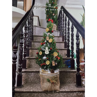 🌲 sơn tùng - tùng thơm lớn cao 90-180cm - cây thông noel trang trí vintage, giá vườn, cây thông giáng sinh