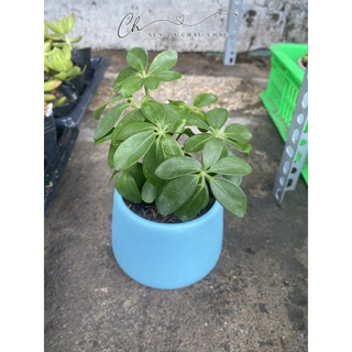 Chậu cây Ngũ Gia Bì Mini - Tặng Sỏi