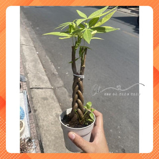 Chậu cây KIM NGÂN THẮT BÍM 3-5 GỐC (TẶNG SỎI)