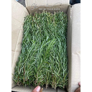 🌿 Rosemary - Hương Thảo Tươi Cắt Cành (1KG) - Thơm, Đậm vị, Không phân thuốc