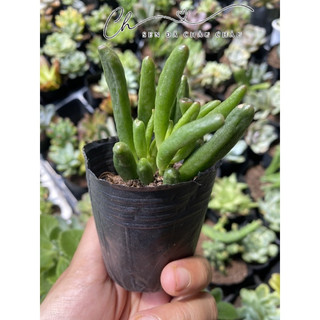Sen Đá Ống Điếu 5cm