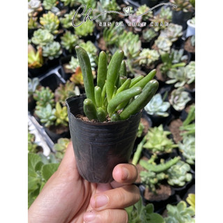 Sen Đá Ống Điếu 5cm