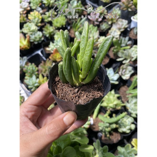 Sen Đá Ống Điếu 5cm
