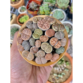 Sen Mông - Lithops Xinh Xắn Dễ Chăm Sóc (0,3 - 2 cm)