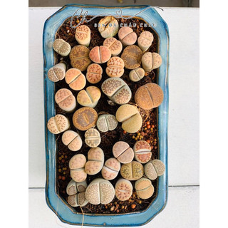 Sen Mông - Lithops Xinh Xắn Dễ Chăm Sóc (0,3 - 2 cm)