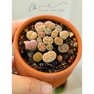 Sen Mông - Lithops Xinh Xắn Dễ Chăm Sóc (0,3 - 2 cm)