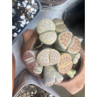 Sen Mông - Lithops Xinh Xắn Dễ Chăm Sóc (0,3 - 2 cm)