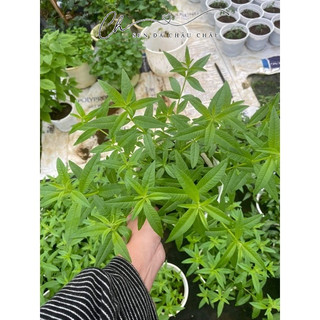 Chậu cây bạc hà sả chanh pháp - lemon verbena - cây giống
